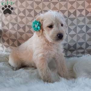 Captain, Mini Labradoodle Puppy
