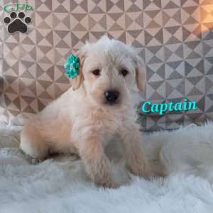 Captain, Mini Labradoodle Puppy
