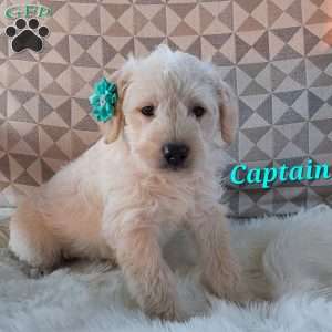 Captain, Mini Labradoodle Puppy