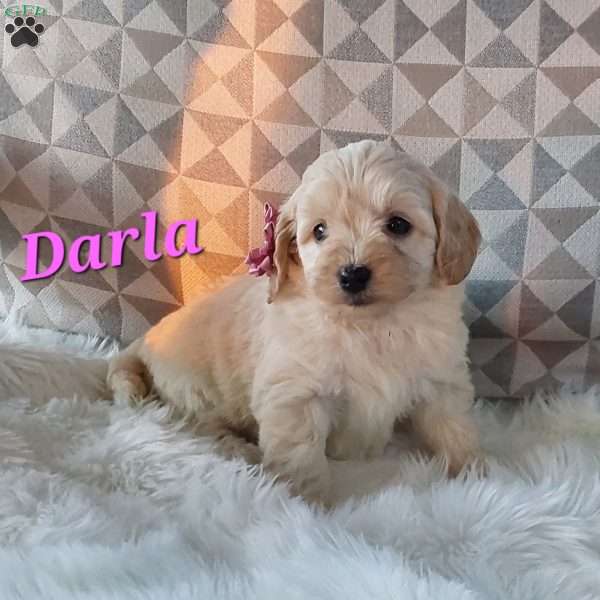 Darla, Mini Labradoodle Puppy