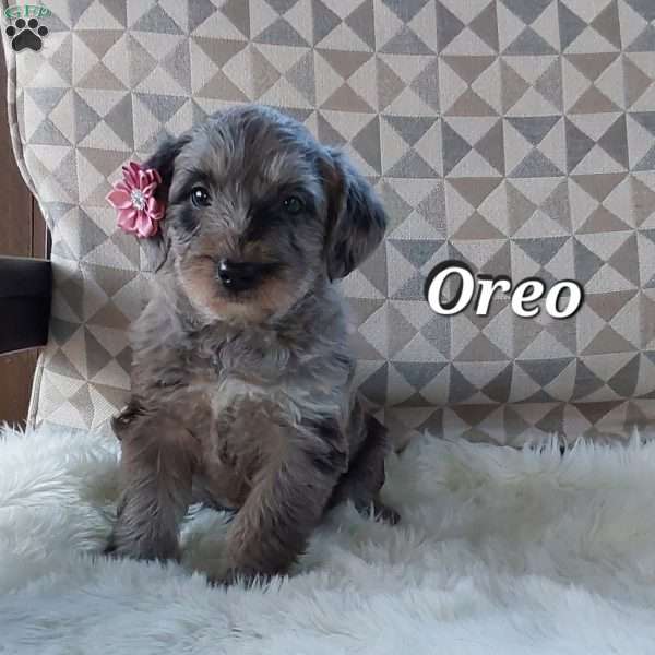 Oreo, Mini Labradoodle Puppy