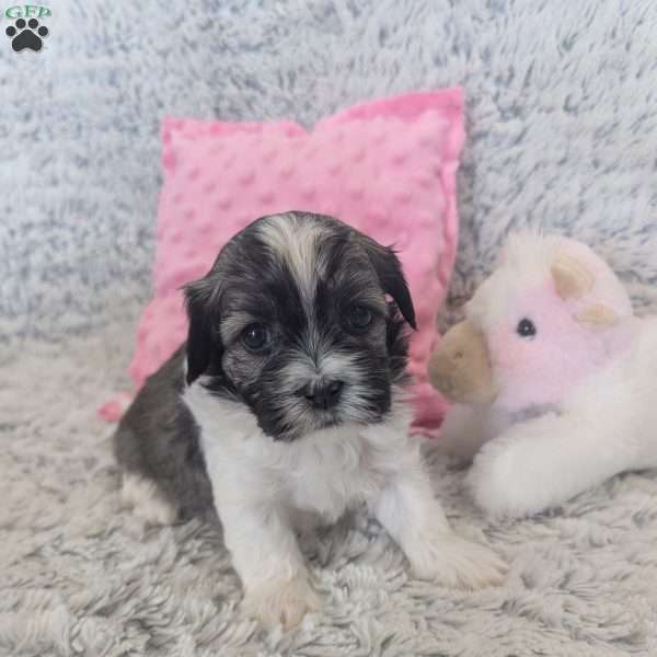Pansy, Havanese Puppy