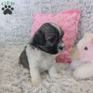 Pansy, Havanese Puppy