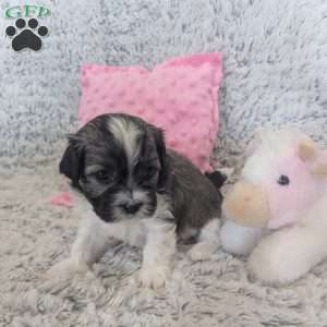 Pansy, Havanese Puppy