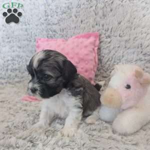 Pansy, Havanese Puppy