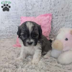 Pansy, Havanese Puppy