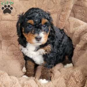 Alfie, Mini Bernedoodle Puppy