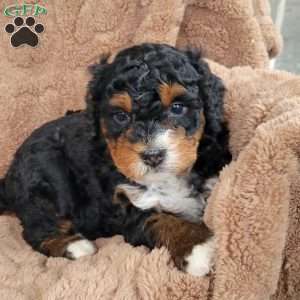 Alfie, Mini Bernedoodle Puppy