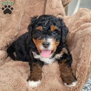 Alfie, Mini Bernedoodle Puppy