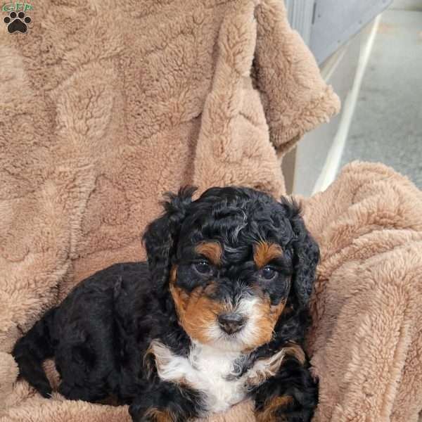 Alfie, Mini Bernedoodle Puppy