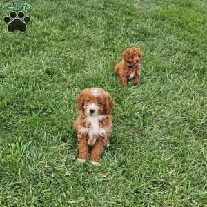 Socks F1BB, Mini Goldendoodle Puppy