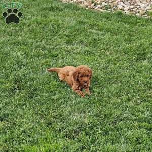 Maple F1BB, Mini Goldendoodle Puppy