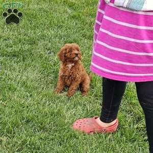 Maple F1BB, Mini Goldendoodle Puppy