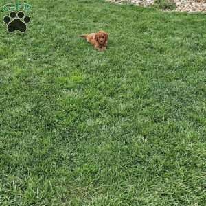 Maple F1BB, Mini Goldendoodle Puppy