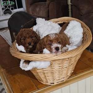 Socks F1BB, Mini Goldendoodle Puppy