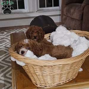 Maple F1BB, Mini Goldendoodle Puppy