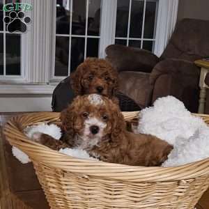 Socks F1BB, Mini Goldendoodle Puppy