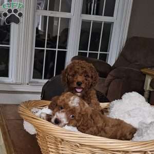 Maple F1BB, Mini Goldendoodle Puppy