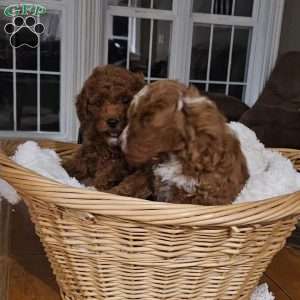 Socks F1BB, Mini Goldendoodle Puppy