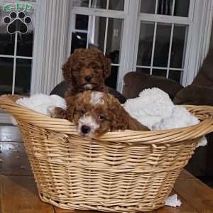 Socks F1BB, Mini Goldendoodle Puppy