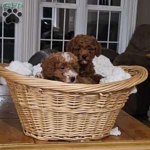 Socks F1BB, Mini Goldendoodle Puppy