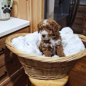 Socks F1BB, Mini Goldendoodle Puppy