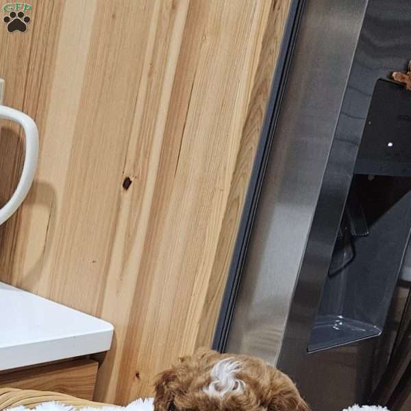 Socks F1BB, Mini Goldendoodle Puppy