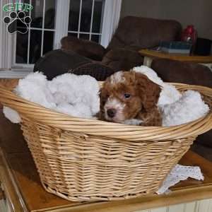 Socks F1BB, Mini Goldendoodle Puppy