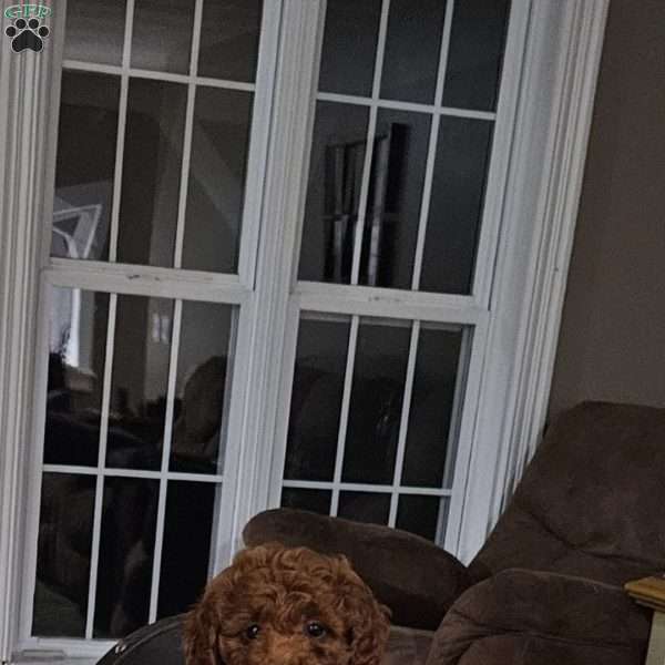 Maple F1BB, Mini Goldendoodle Puppy