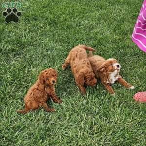 Socks F1BB, Mini Goldendoodle Puppy