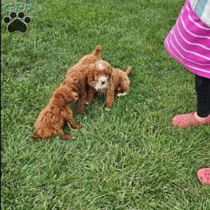 Socks F1BB, Mini Goldendoodle Puppy