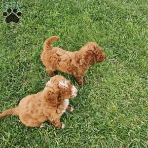 Socks F1BB, Mini Goldendoodle Puppy