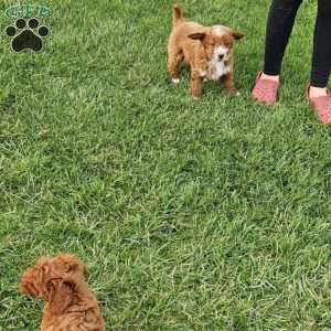 Socks F1BB, Mini Goldendoodle Puppy