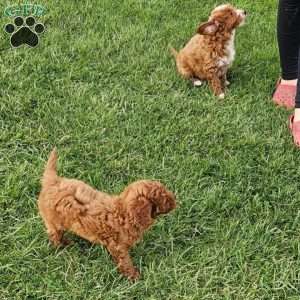 Socks F1BB, Mini Goldendoodle Puppy