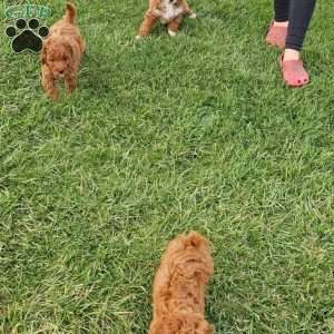 Socks F1BB, Mini Goldendoodle Puppy