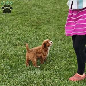 Socks F1BB, Mini Goldendoodle Puppy