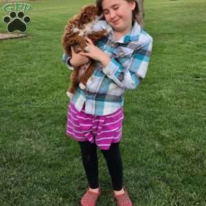 Socks F1BB, Mini Goldendoodle Puppy