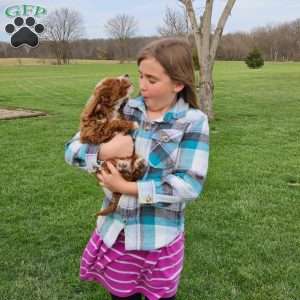 Socks F1BB, Mini Goldendoodle Puppy