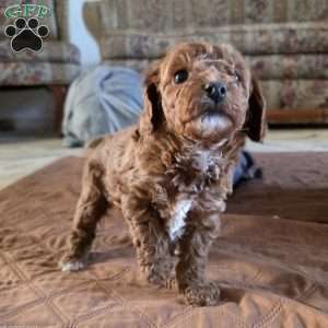 Jenny, Cavapoo Puppy