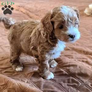 Forrest, Cavapoo Puppy