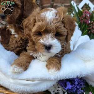 Forrest, Cavapoo Puppy