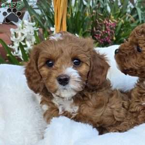 Bubba, Cavapoo Puppy