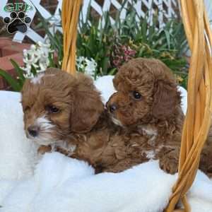 Jenny, Cavapoo Puppy