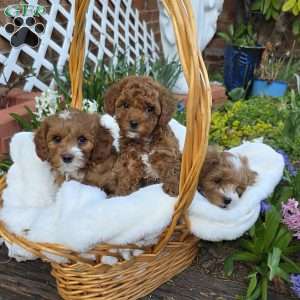 Bubba, Cavapoo Puppy
