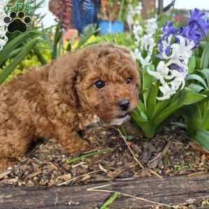 Jenny, Cavapoo Puppy
