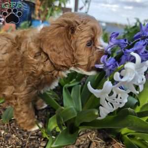 Forrest, Cavapoo Puppy