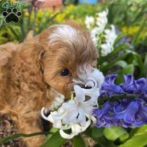 Forrest, Cavapoo Puppy