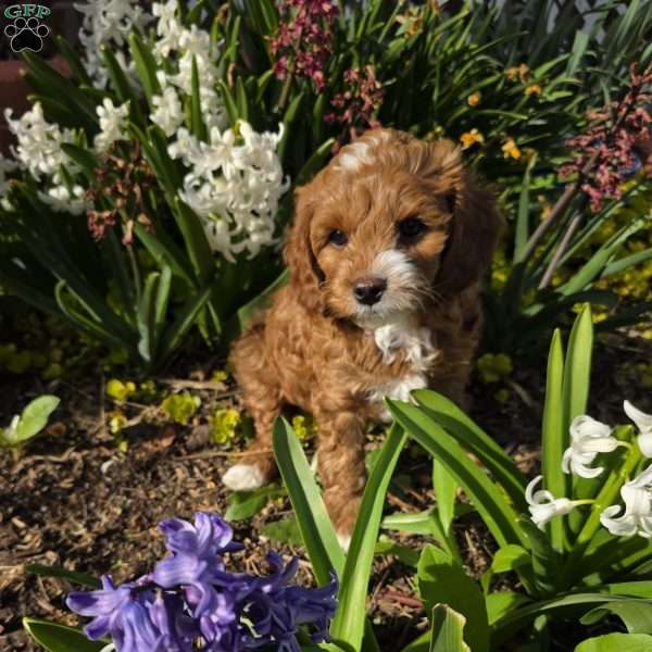 Bubba, Cavapoo Puppy