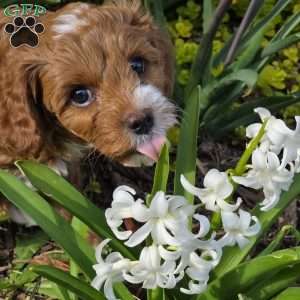 Bubba, Cavapoo Puppy