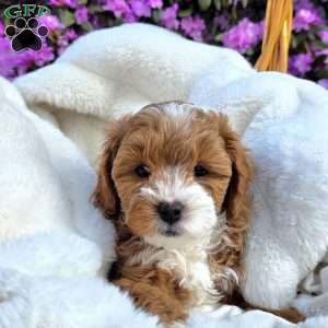 Forrest, Cavapoo Puppy
